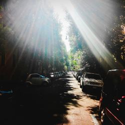 Sun shining through trees