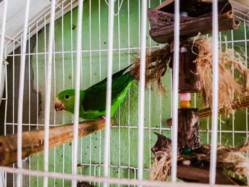 Bird in cage