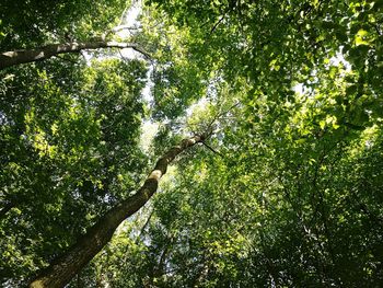 Low angle view of trees