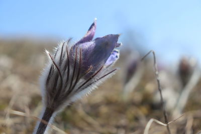 Close-up of purple flowering plant on field