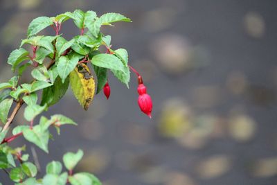 Close-up of red berries growing on plant