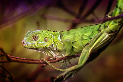 Close-up of green lizard on branch