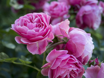 Close-up of pink roses