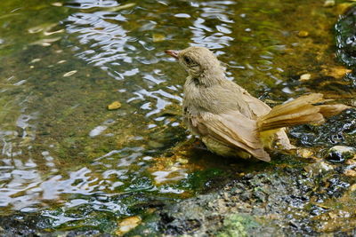 High angle view of bird perching on lake