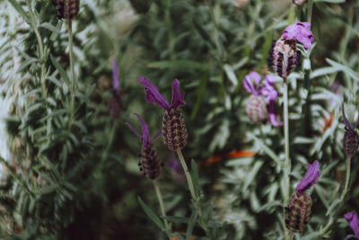 Close-up of purple flowering plants