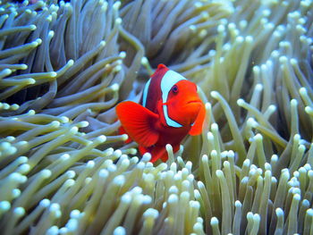 View of fish in sea