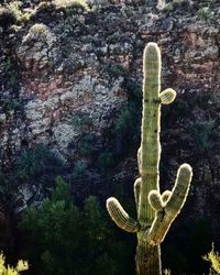 Close-up of fresh cactus plants