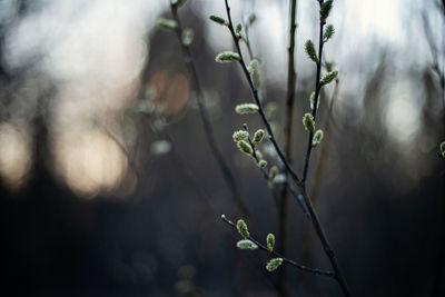 Close-up of flowering plant