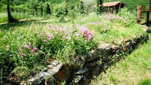 View of flowering plants on field