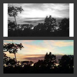 Silhouette trees against sky during sunset