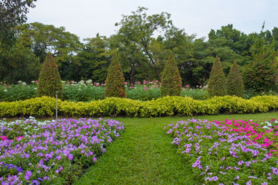 View of flowering plants in garden