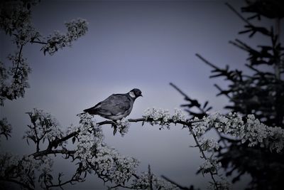 Low angle view of bird perching on a tree