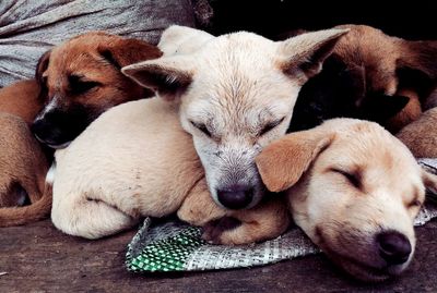 Close-up of dogs sleeping