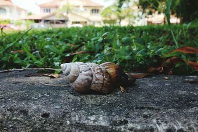 Close-up of snail on grass