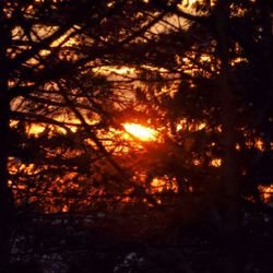 Sun shining through trees