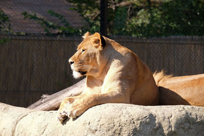 Lion, panthera leo