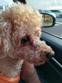 Close-up of dog in car