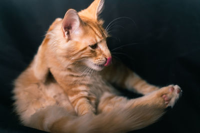 Close-up of a cat looking away