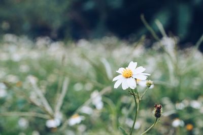 Close-up of white flowers blooming outdoors