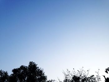 Low angle view of trees against clear blue sky