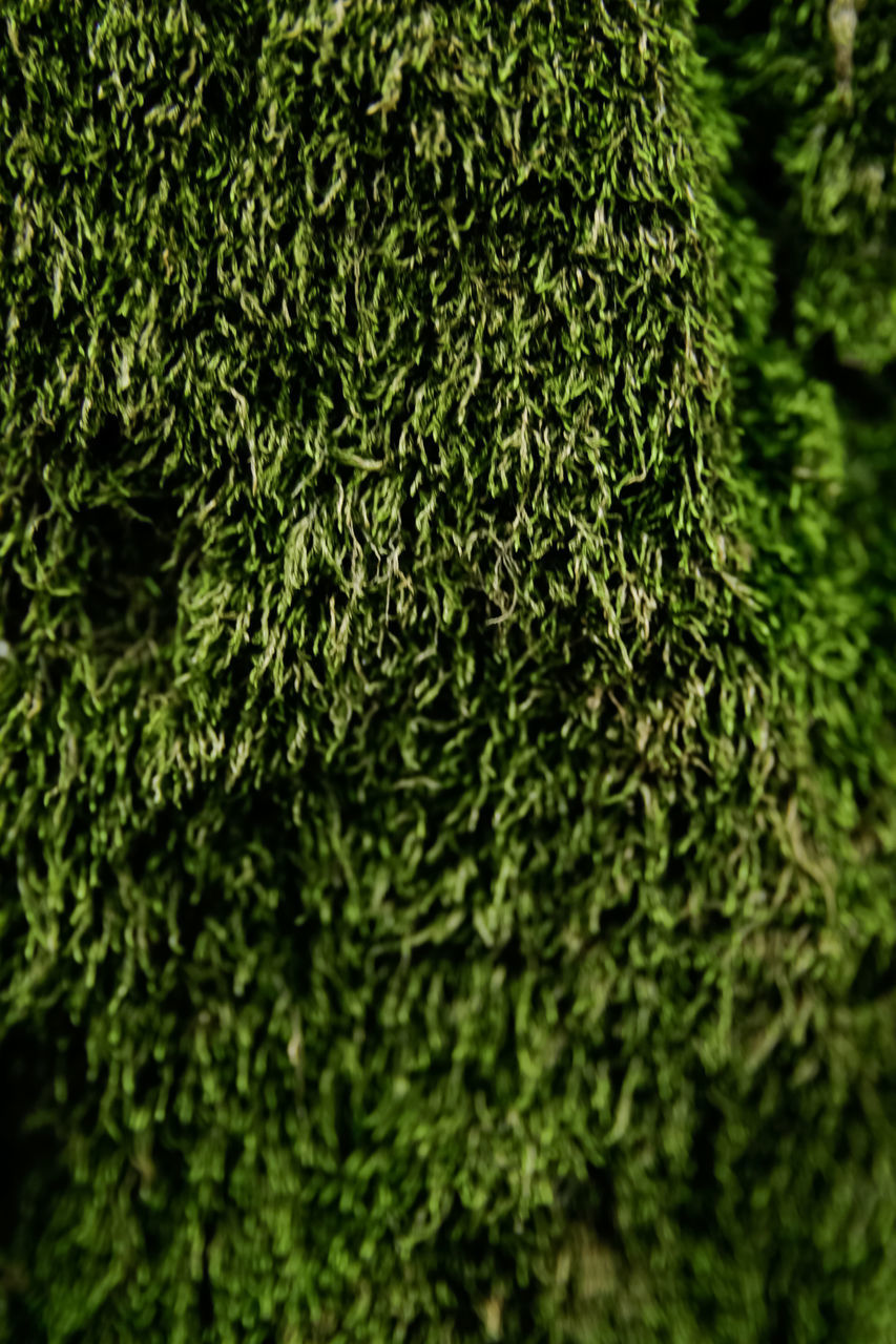 green, plant, grass, moss, tree, no people, leaf, full frame, backgrounds, growth, nature, close-up, flower, day, non-vascular land plant, beauty in nature, shrub, outdoors, lawn, forest, foliage, lush foliage, selective focus