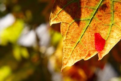 Close-up of maple leaf on branch