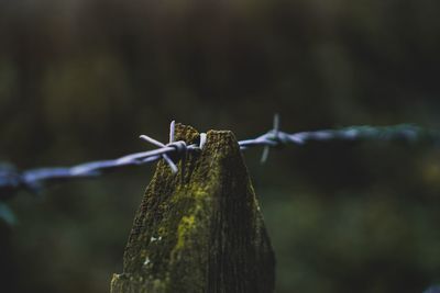Close-up of insect on barbed wire