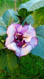 Close-up of pink rose