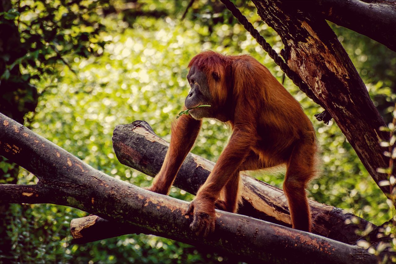 animal themes, one animal, mammal, tree, branch, wildlife, animals in the wild, sitting, monkey, focus on foreground, tree trunk, forest, nature, close-up, outdoors, no people, day, primate, full length, looking away