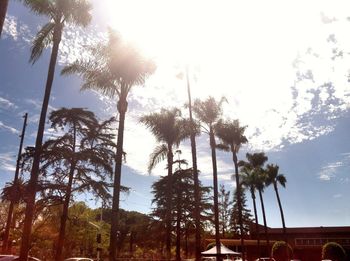 Low angle view of palm trees