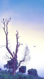 Bird flying over bare tree against sky