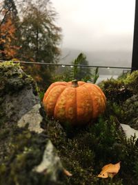 Close-up of pumpkin pumpkins on tree during autumn