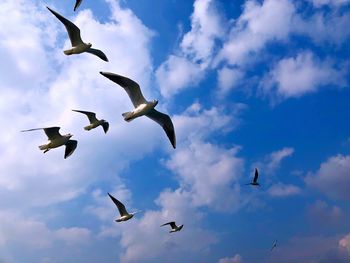 Low angle view of seagulls flying