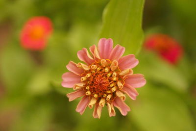 Close-up of pink flower