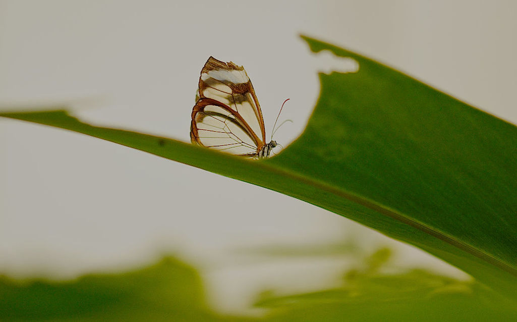 CLOSE-UP OF BUTTERFLY ON LEAF