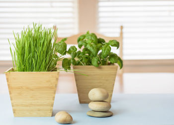 Close-up of potted plant on table