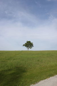 Tree and grass against sky