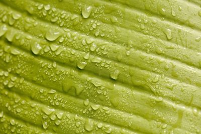 Full frame shot of wet leaf