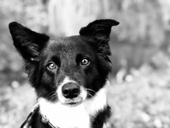 Close-up portrait of dog