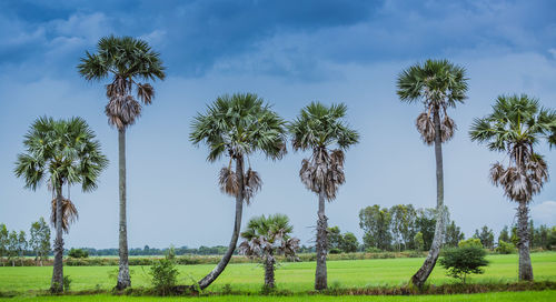 Palm trees on field against sky