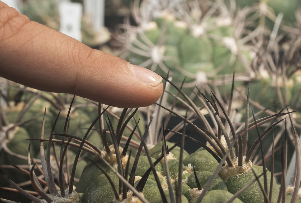 CLOSE-UP OF HAND HOLDING PLANTS