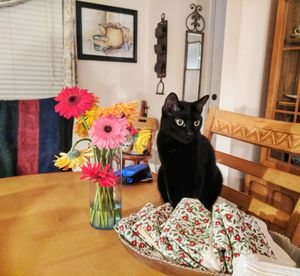 Black cat sitting on table at home