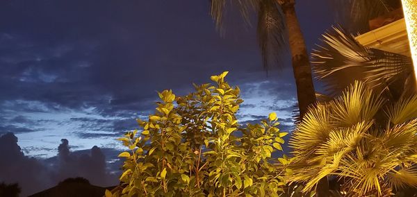 Scenic view of yellow flowering plants against sky
