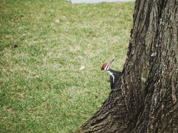 Close-up of bird perching on tree trunk