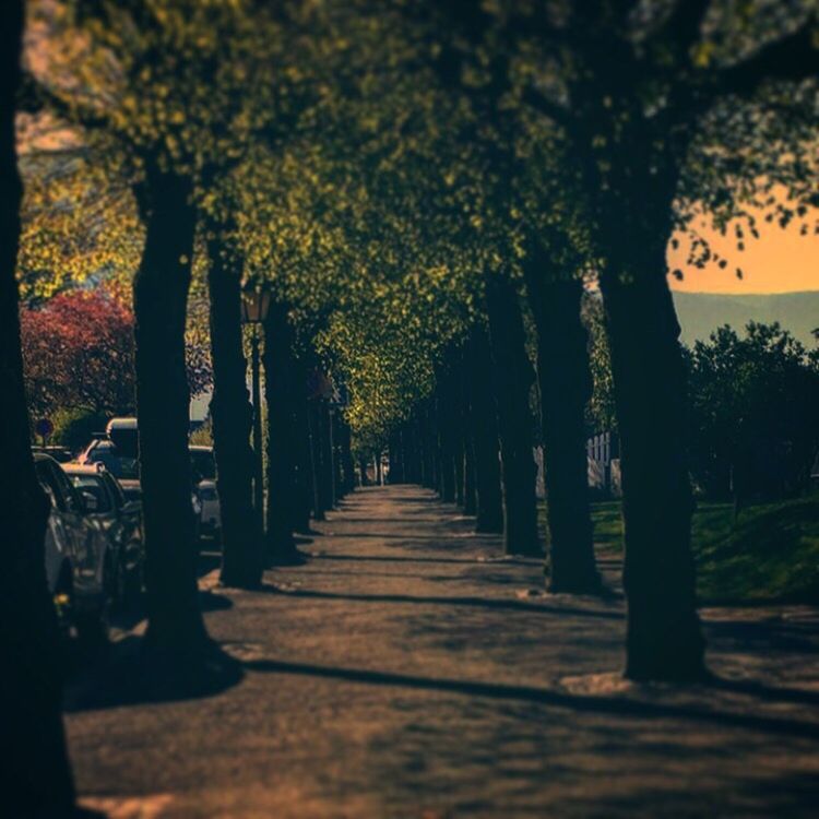 tree, the way forward, diminishing perspective, treelined, growth, vanishing point, tranquility, nature, footpath, beauty in nature, in a row, sunlight, tranquil scene, tree trunk, transportation, sunset, road, walkway, empty, outdoors