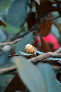 Close-up of insect on plant