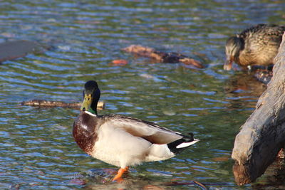 Ducks swimming in lake