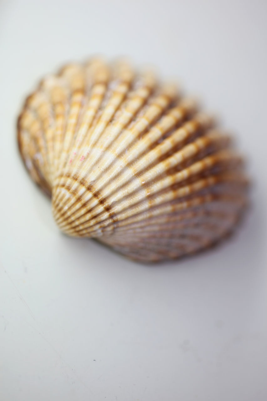 CLOSE-UP OF SEASHELL ON TABLE