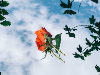 Low angle view of rose plant against sky