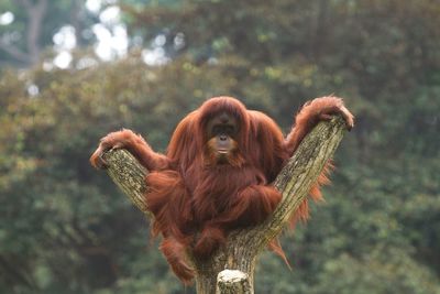 Orangutan on tree trunk at zoo